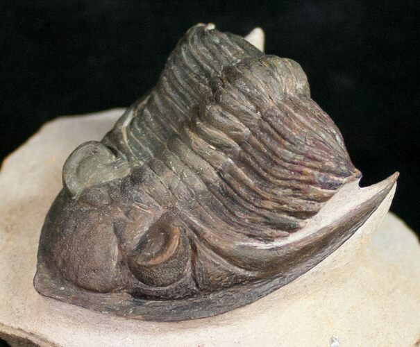 Zlichovaspis Trilobite - Foum Zguid #10525